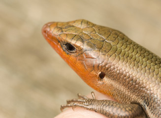 Broad-Headed Skink