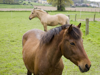 Fototapeta premium Pferde
