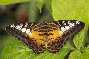 Fototapeta na wymiar Papillon 