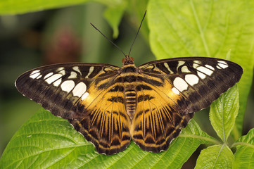 Papillon 