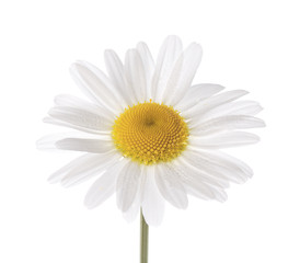 Naklejka premium daisy