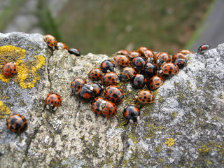 Ladybird beetle colony