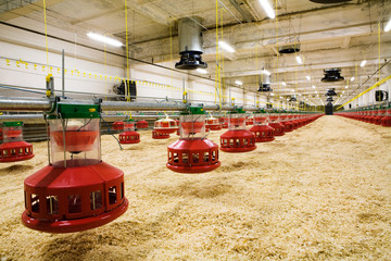 poultry farm