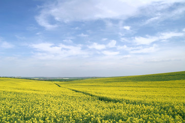 Obraz premium rapeseed field with path through it