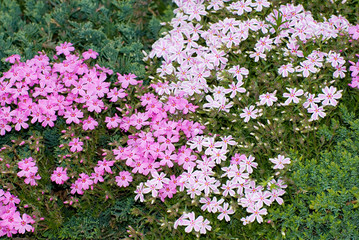 Obraz premium Creeping Phlox