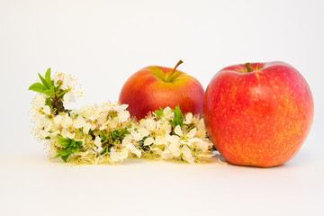 apples decorated with cherry tree on white background