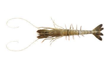 Tiger Prawn
