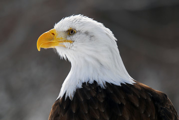 American Bald Eagle