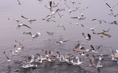 Seagull