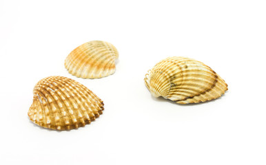 sea shells isolated on white