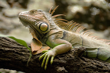 Green iguana