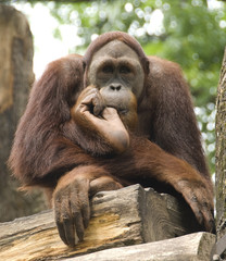 Orangutan