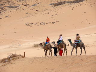 randonnée en chameaux