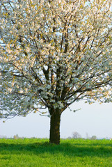 Fototapeta premium cherry tree