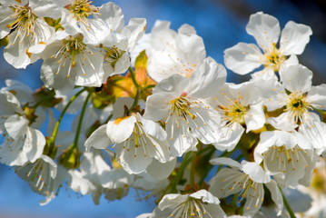 cherry flowers