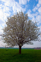 Fototapeta na wymiar cherry tree