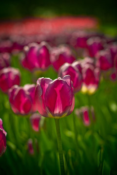 pink tulip
