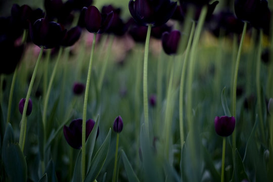 dark tulip
