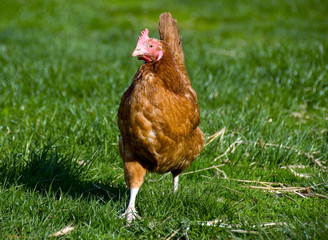 hen