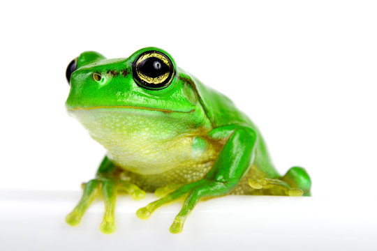 Little tree-frog on white background