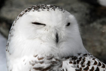 Obraz premium Snowy Owl