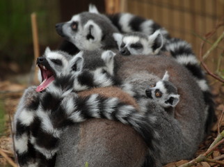 Ring Tailed Lemur