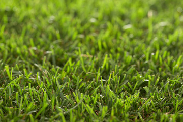 only green grass