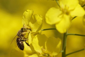bee collecting nectar