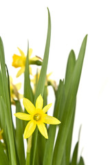 Daffodiles