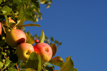 Red apples and leaves on blue sky
