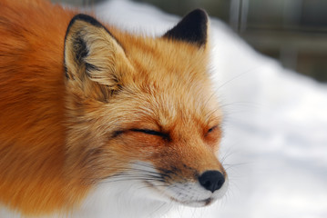 Red Fox