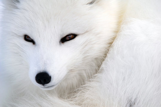 Arctic Fox