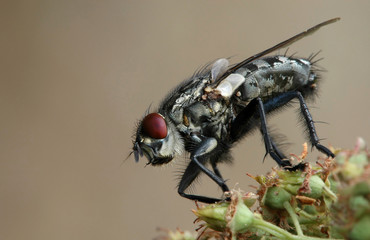 Fliege 1