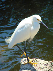 snowy egret