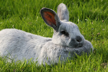 lapin gris