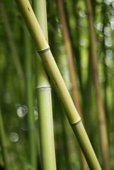 Fototapeta premium Green bamboos