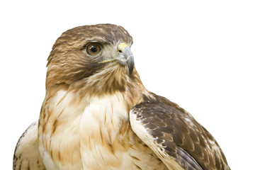 Red-Tailed Hawk