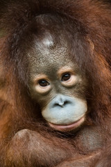 baby orangutan