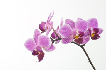 Naklejka na ściany i meble Orchidea powodu