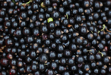 close-up of black currants