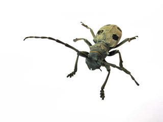 bug