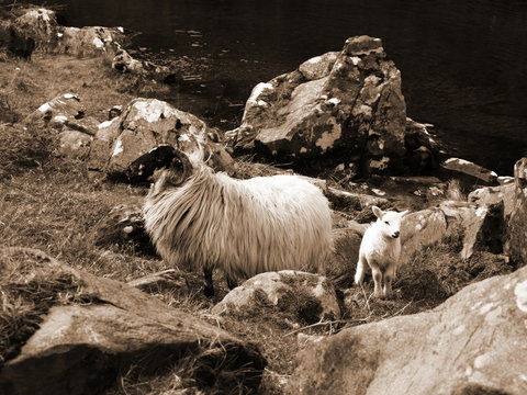 Fototapeta sheep and lamb