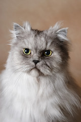 Naklejka na ściany i meble Portrait of a Persian Cat