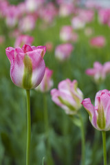 Obraz premium pink tulips