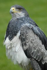 adler