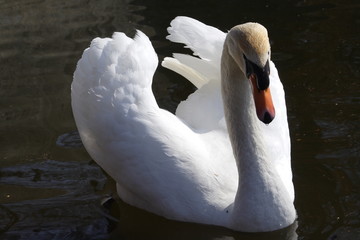 nice portrait of swan male