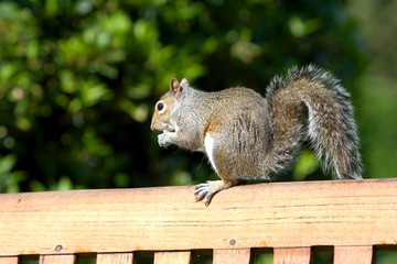 Naklejka na ściany i meble Cute little brown squirrel enjoying some nuts 