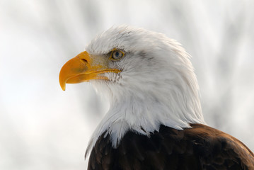 American Bald Eagle