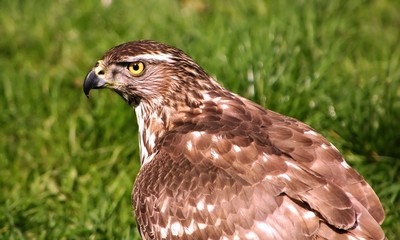 Rough-legged Hawk