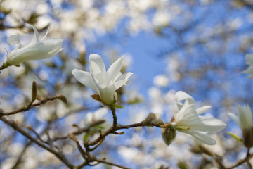 Magnolia
